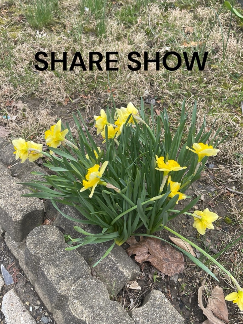 Like this for live show notification! - Picture 8 of 15